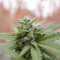 Semi femminizzati Wedding Cheesecake Auto