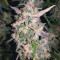 White Crystal Meth Auto