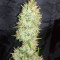 Graines de cannabis White Label Jack Herer Regular (White Label)