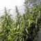 Arjan's Ultra Haze #1 feminized seeds