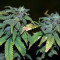 Blue Sherbet S1 strain