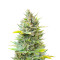 Chocolope (Herbies Seeds)