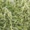 Graines de cannabis Golden Haze (Devils Harvest Seeds)