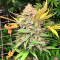 Sementes Feminizadas de Grandaddy Banner (AlphaFem Seeds)