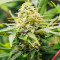Gummy Skunk Fast Version Feminized Seeds (Easy Grow Seeds)