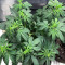 Graines de cannabis Northern Lights x Big Bud Auto (Expert Seeds)