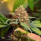 Sementes Feminizadas de Orange Apricot Glue XL Auto (Sweet Seeds Auto)