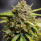 Original Auto Northern Lights (Fast Buds)