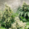 Purple Haze 1 feminized seeds