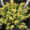 Venta de LSD Auto (Barney's Farm) | Semillas de marihuana feminizadas