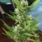 West Coast O.G. Seeds