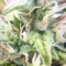 Semi di cannabis fem Gelato Auto in vendita