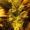 Semi di cannabis fem Gelato Auto in vendita