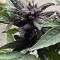 Sementes feminizadas CBD Auto Blackberry Kush para venda