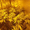 Vente de graines de cannabis Sunset Sherbet (Pyramid Seeds)