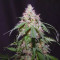 Amnesia Autoflower จาก Seedstockers