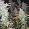 Green Gelato Seeds - Cannabis Strain Seeds for Sale