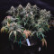 Buy Wedding Cake Auto feminized seeds by Barney's Farm