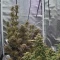 Venta online de Runtz Autoflower de EGS