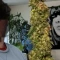Bruce Banner (Herbies Seeds)