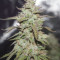 Sementes feminizadas Auto Cinderella Jack
