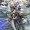 Acquista semi femminizzati Pineapple Glue di Advanced Seeds Organization