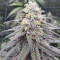Peyote Critical (Barney's Farm) Cannabis-Samen zu verkaufen