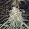 Fruit Punch Auto จาก Heavyweight Seeds