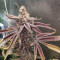 Purple Punch Cookies จาก Original Sensible Seeds