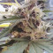 Buy Buddha Assorted Auto Seed Mix by Buddha Seeds