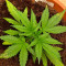 Buy Skywalker Haze feminized seeds by Dutch Passion