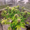 Cookies Gelato Seeds (Royal Queen Seeds) - Cannabis Strain Seeds for Sale
