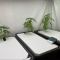 Mimosa x Orange Punch Seeds (Barneys Farm)