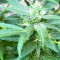 Afghan Kush Early Harvest feminized seeds