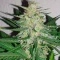 Amnesia Haze Autoflower Seeds (Herbies Seeds)
