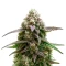 Apple Fritter Auto Seeds