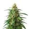 Graines de cannabis Auto #1 (Auto Seeds)