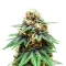 Banana Cream OG Seeds (Original Sensible Seeds)
