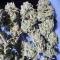Banana Punch (Barney's Farm)