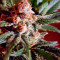 Belladonna feminized seeds