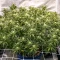 Bruce Banner Fast Seeds