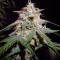 Cherry Bomb (Bomb Seeds)