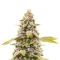 Cinderella 99 Feminized Seeds (Brothers Grimm Seeds)