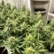Crop Doctor CBD feminized seeds