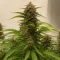Gelato Fast Seeds
