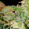 Girl Scout Cookies feminized seeds (Garden of Green)