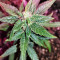 Gorilla Auto (GG#4 Original Glue Auto) (Expert Seeds)
