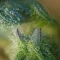 Semi Femminizzati Gorilla Cookies Auto (Big Head Seeds)