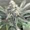 Larry OG Kush Seeds