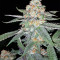 Larry OG Kush Seeds